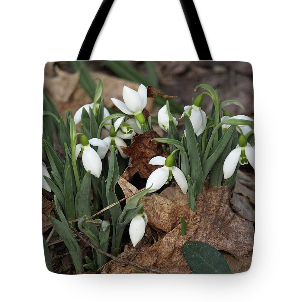 Spring Tote Bag featuring the photograph Spring Emerges by Jeffrey Peterson