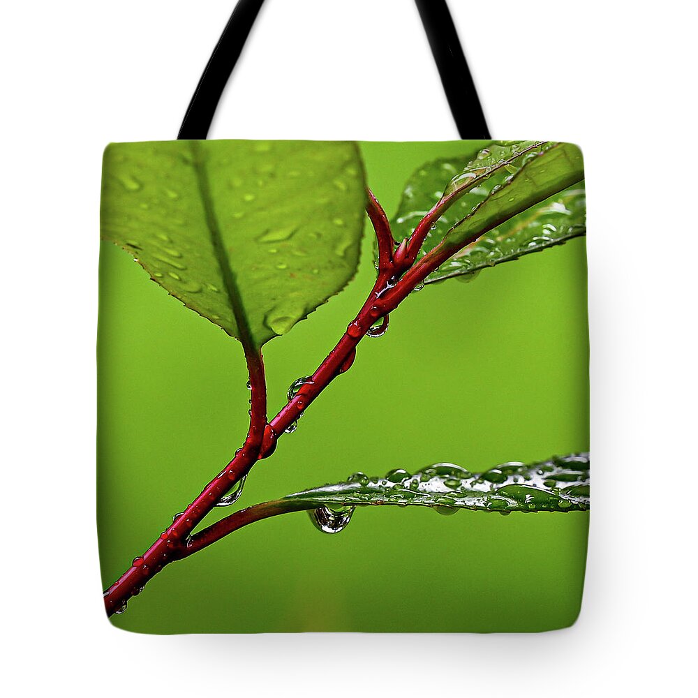 Spring Tote Bag featuring the photograph Spring Rain by Kevin Suttlehan