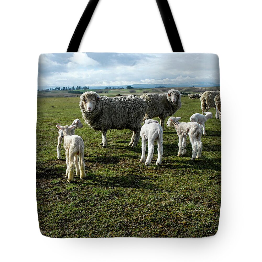 Sheep Tote Bag featuring the photograph Springtime Babies - High Country Sheep Muster, South Island, New Zealand by Earth And Spirit