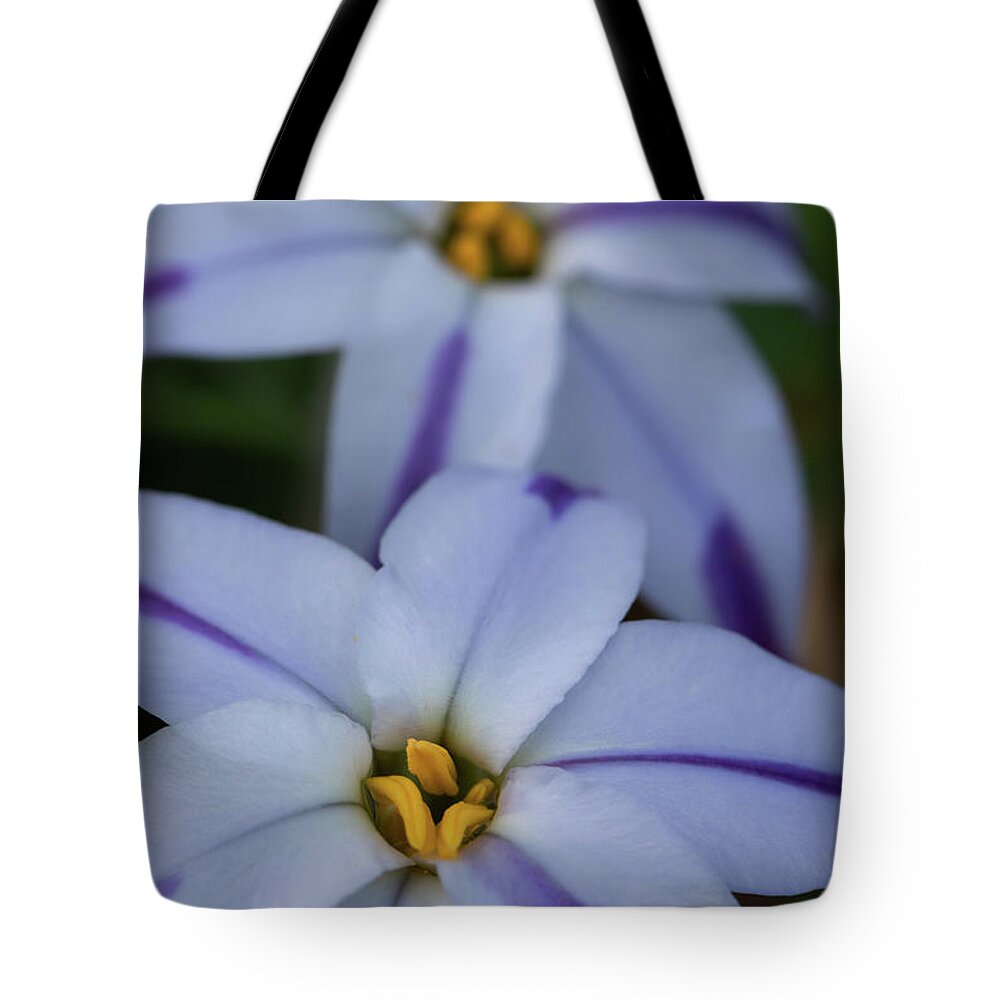 Star Flower Tote Bag featuring the photograph Spring Star Flower by Rachel Morrison