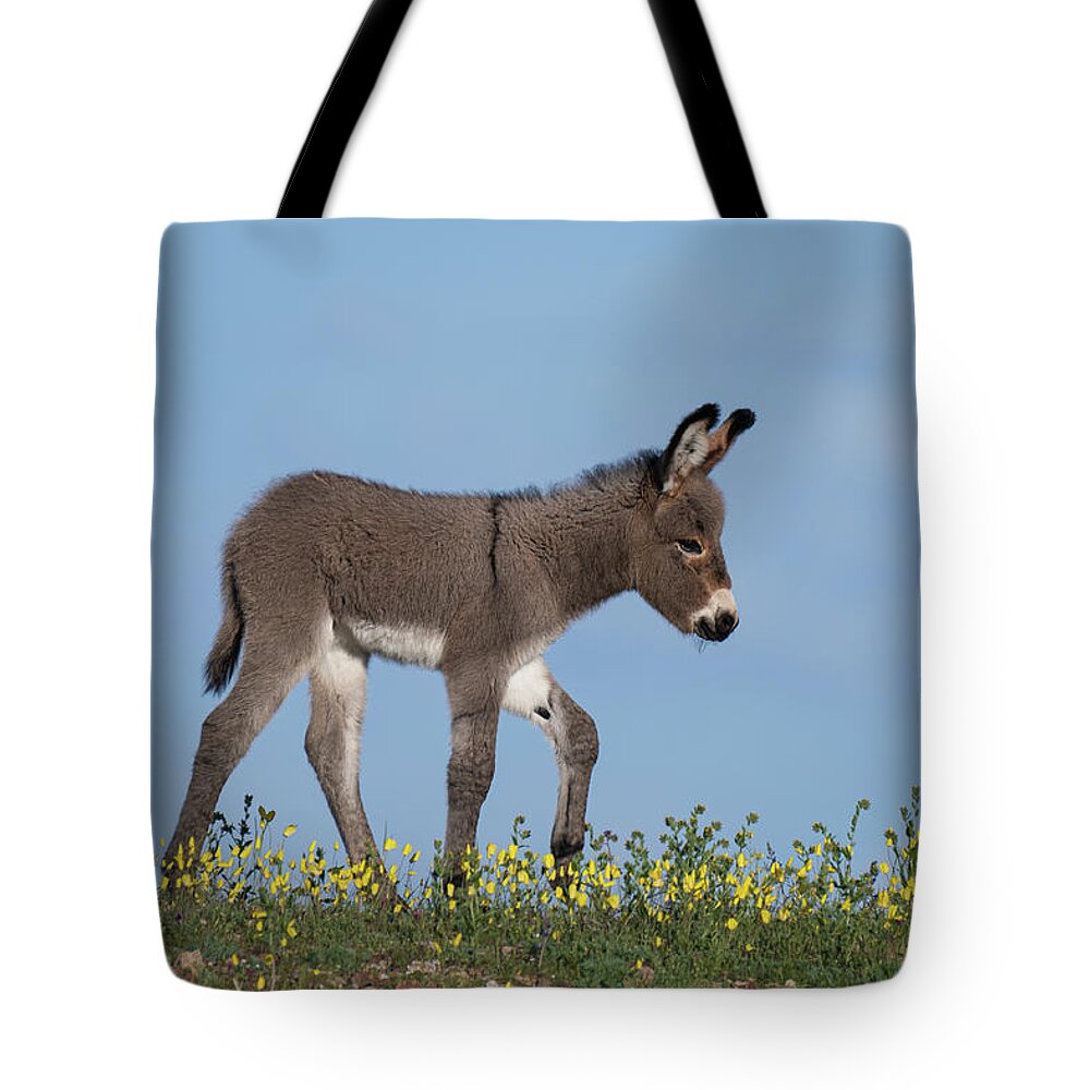 Wild Burros Tote Bag featuring the photograph Spring Time by Mary Hone