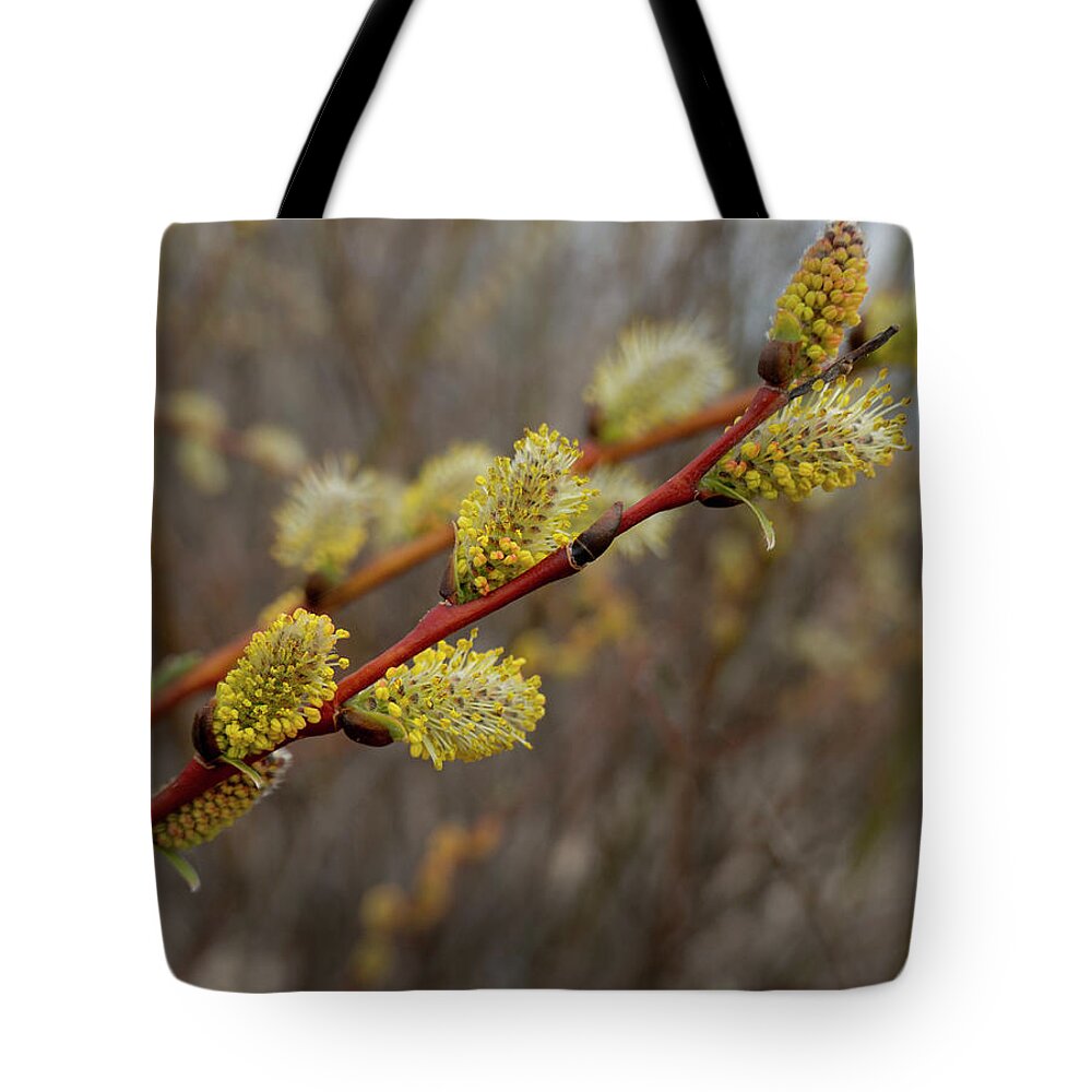 Spring Tote Bag featuring the photograph Spring willow catkins flowering by Phil And Karen Rispin