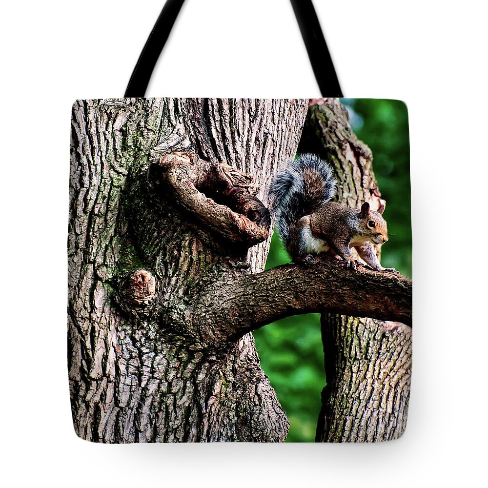 Squirrel Tote Bag featuring the photograph Squirrel guarding watering knot by Flees Photos