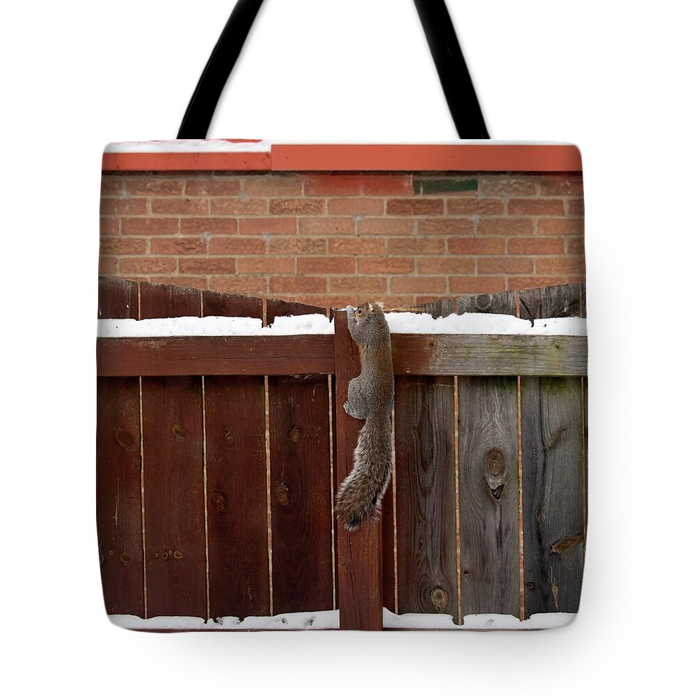 #naturephotography Tote Bag featuring the photograph Squirrel on a Fence in Snow - with a Brick Wall, Too by Mark Berman