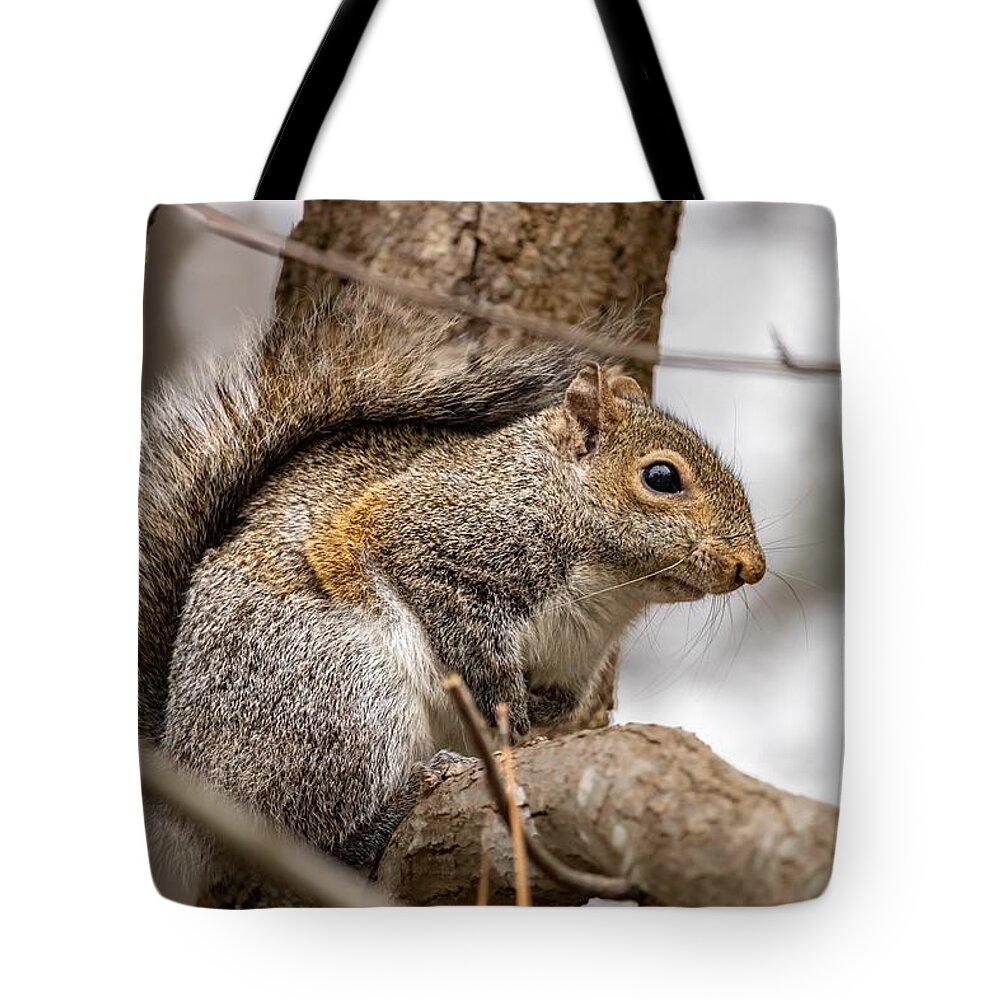 Squirrel Tote Bag featuring the photograph Squirrel by Rick Nelson