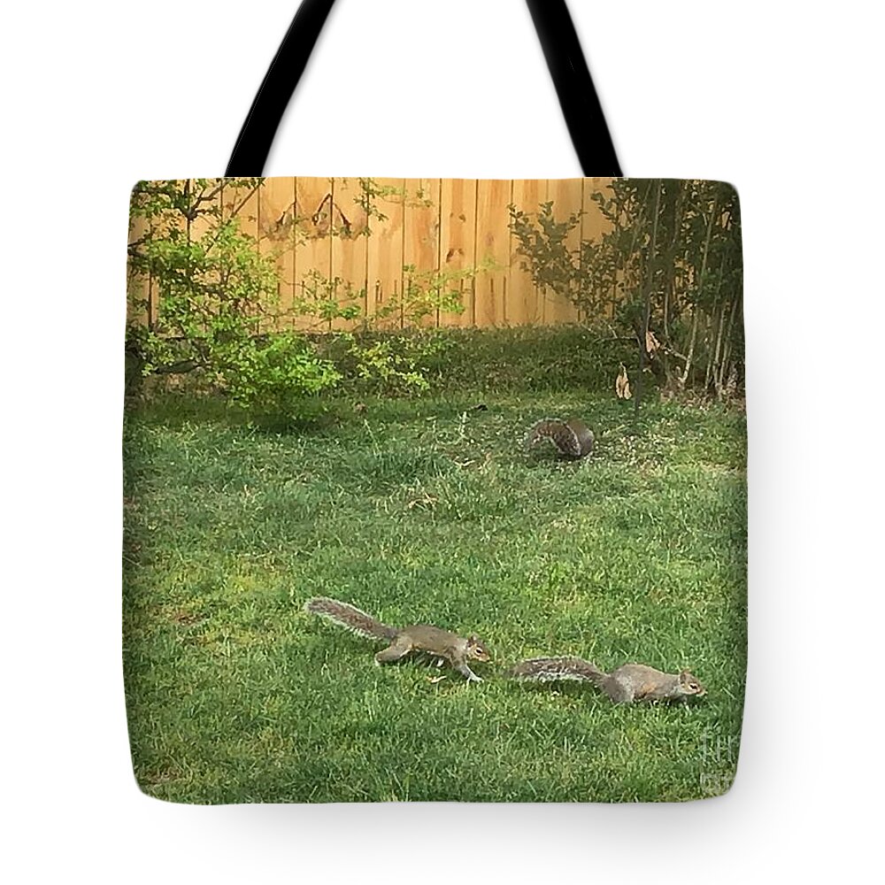  Squirrels Tote Bag featuring the photograph Squirrels Series 3 by Catherine Wilson