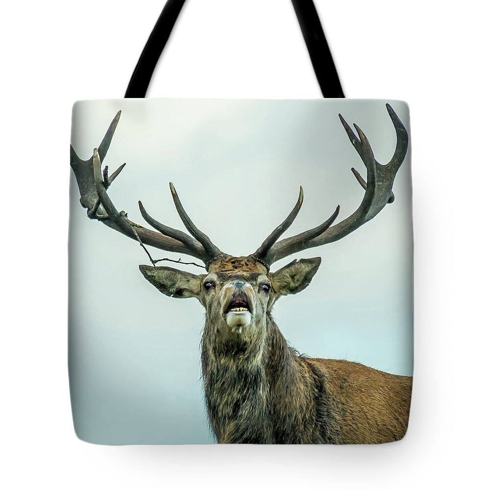 Stag Tote Bag featuring the photograph Stag Call by Nick Bywater