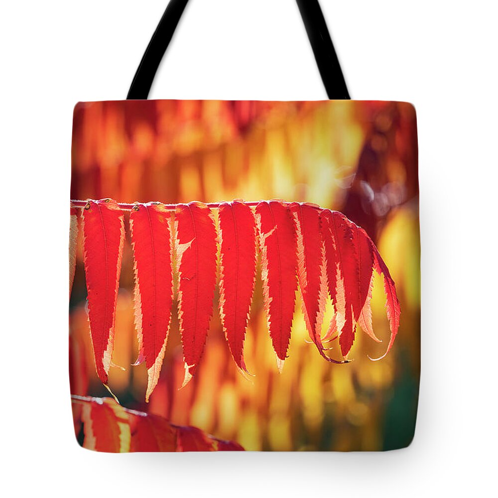 Rhus Typhina Radiance Sinrus Tote Bag featuring the photograph Stag's Horn Sumach Foliage in Autumn by Tim Gainey