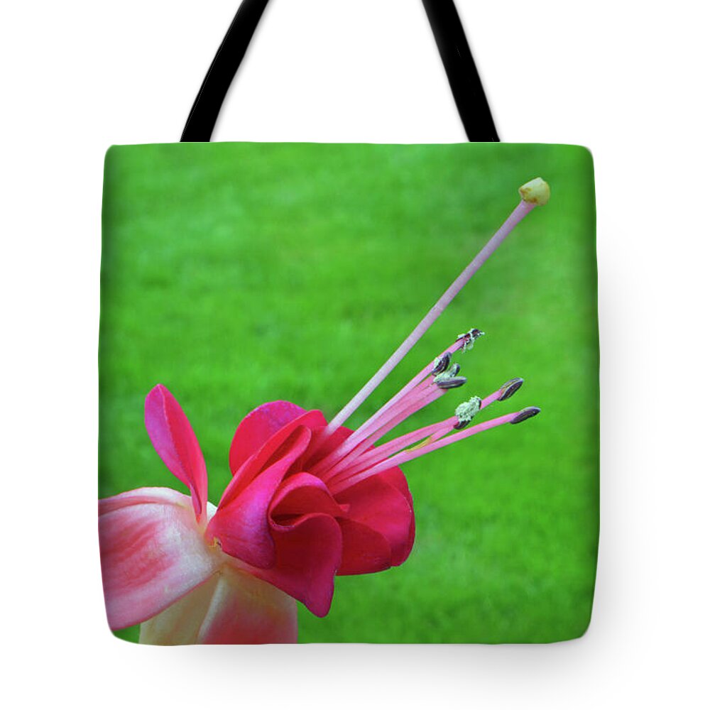 Fuchsia Tote Bag featuring the photograph Stamen of Fuchsia by Terence Davis