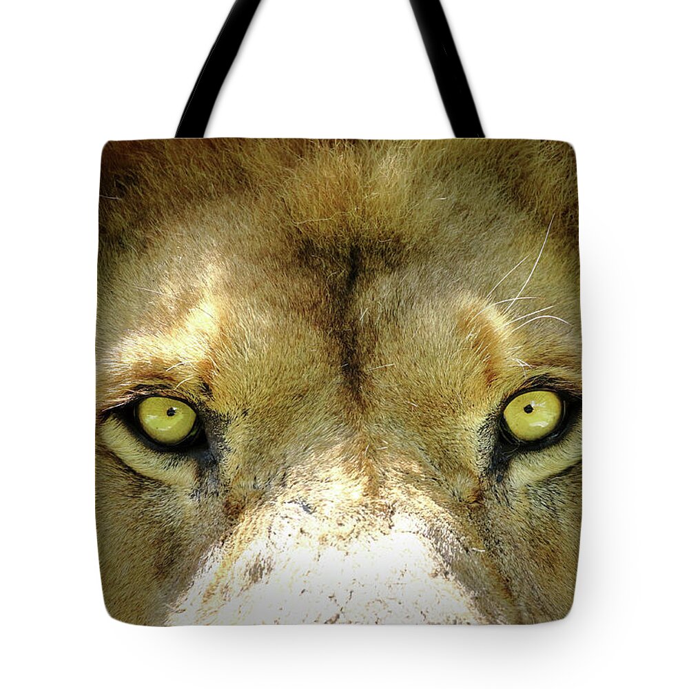 Lion Tote Bag featuring the photograph Stare Down by Lens Art Photography By Larry Trager
