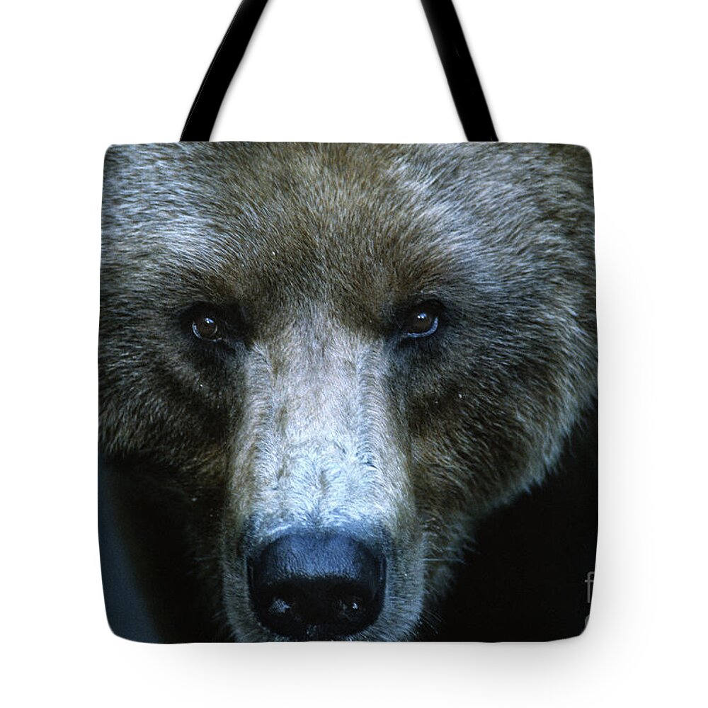 Animals Tote Bag featuring the photograph Stare Down by Sandra Bronstein