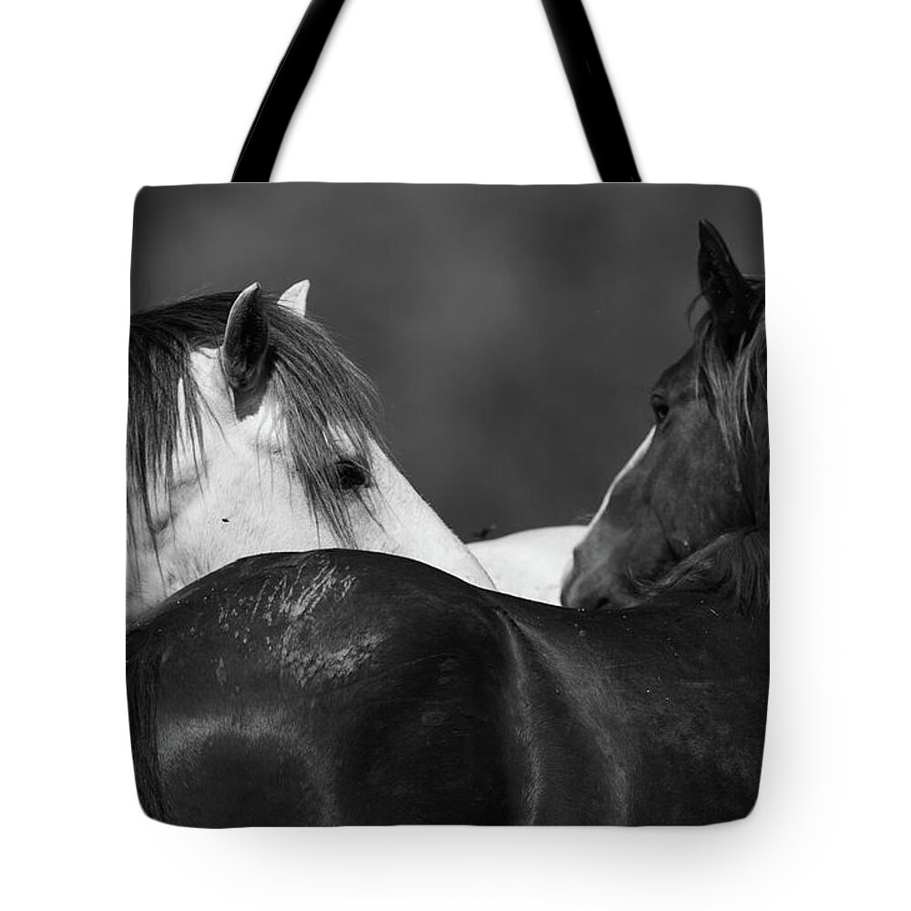 Stallions Tote Bag featuring the photograph Stare Down by Shannon Hastings