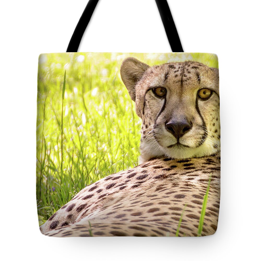 Zoo Tote Bag featuring the photograph Staring cheeta by Robert Miller