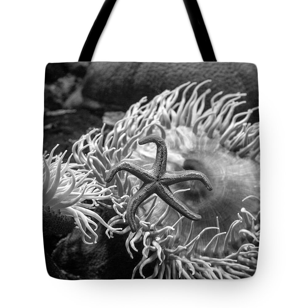 Black And White Tote Bag featuring the photograph Starstuck by Gina Cinardo