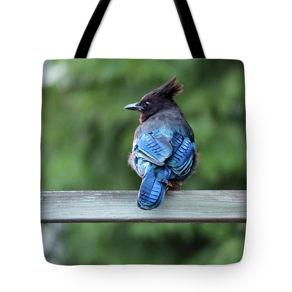 Bird Tote Bag featuring the photograph Stellar Jay Watching by D Lee