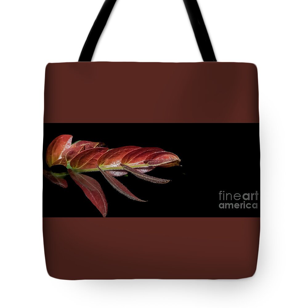 Leaves Tote Bag featuring the photograph Stemwinder by Jim Wilce