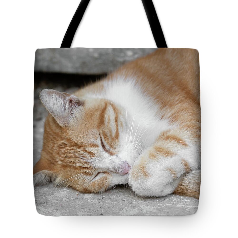 Cat Tote Bag featuring the photograph Stray Cat by Katie Dobies