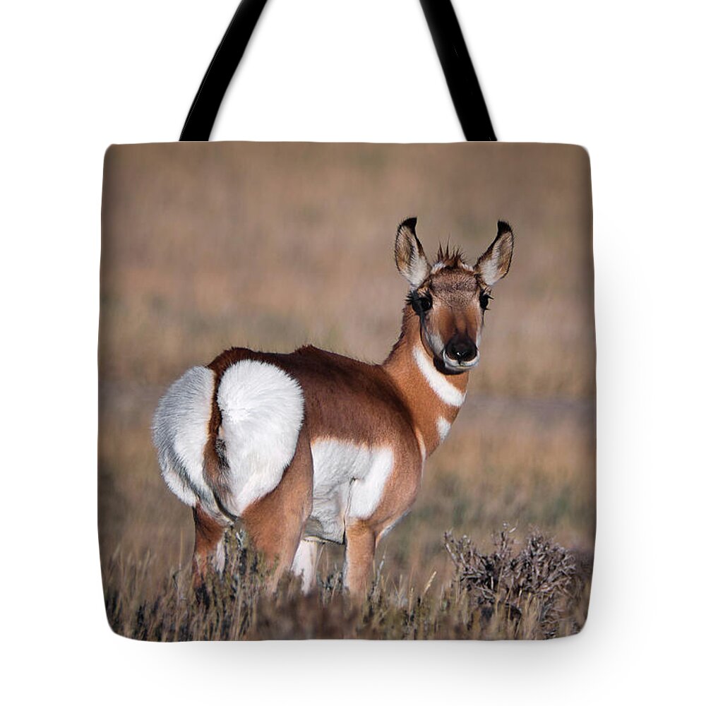 Pronghorn Antelope Tote Bag featuring the photograph Strike a Pose by American Landscapes
