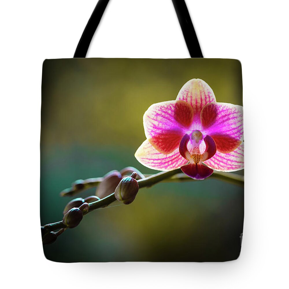Background Tote Bag featuring the photograph Striped Orchid Flower by Raul Rodriguez