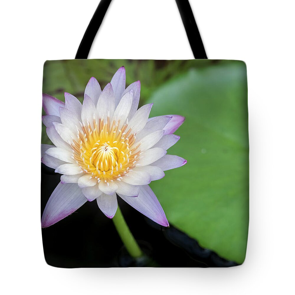 Floral Tote Bag featuring the photograph Subtle and sweet. by Usha Peddamatham
