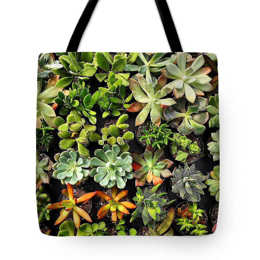  Tote Bag featuring the photograph Succulent by Stephen Dorton