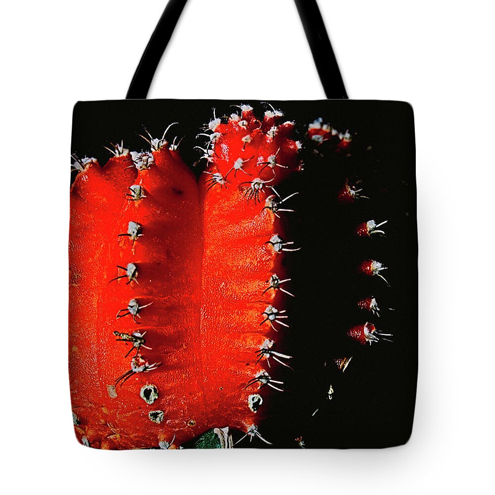 Cactus Succulent Wi Green Bay Door County Ephesians Kansas Texas New Orleans Baltimore St. Louis Md Covid Art Tote Bag featuring the photograph Succulent by Windshield Photography