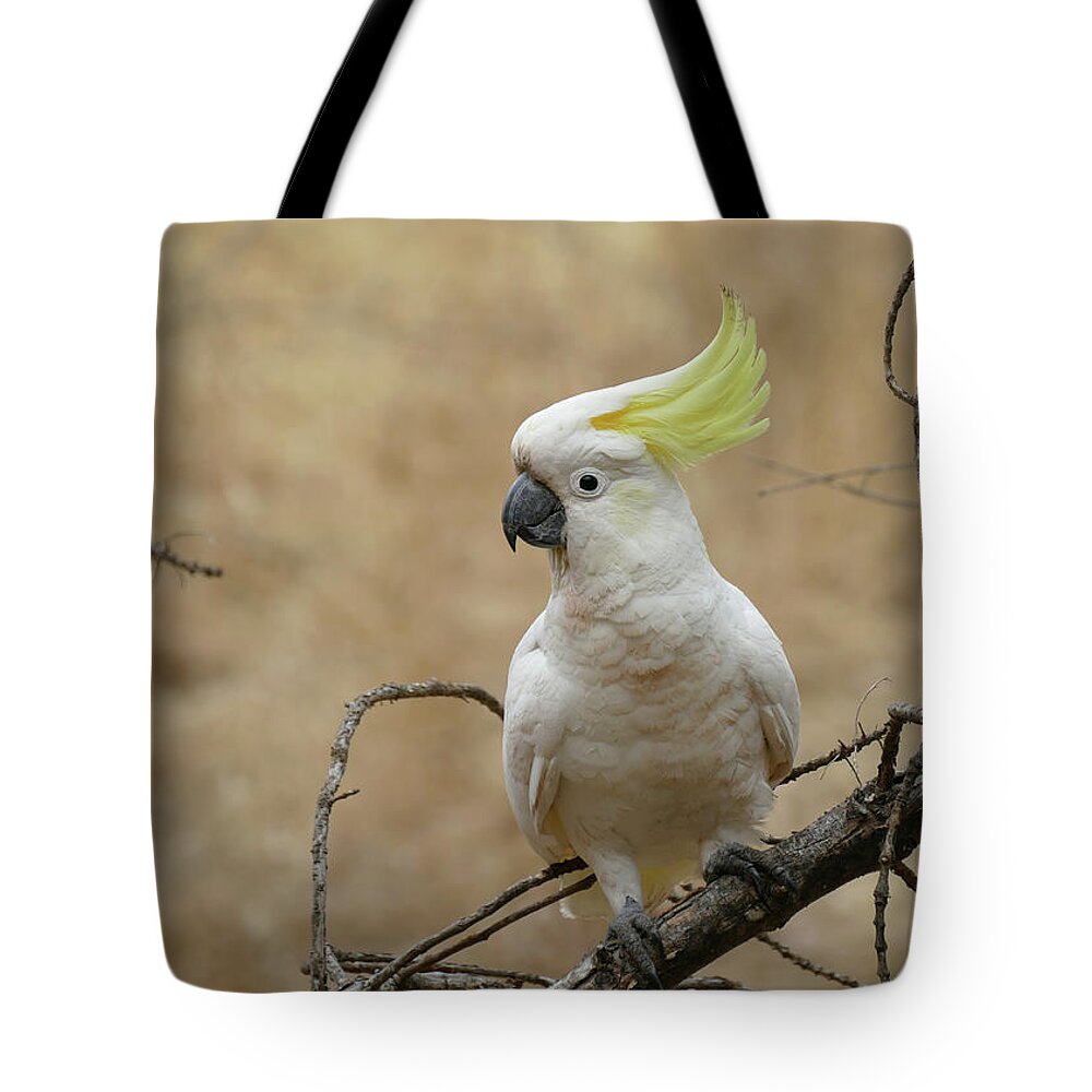Animals Tote Bag featuring the photograph Sulphur-crested Cockatoo perched on a branch by Maryse Jansen