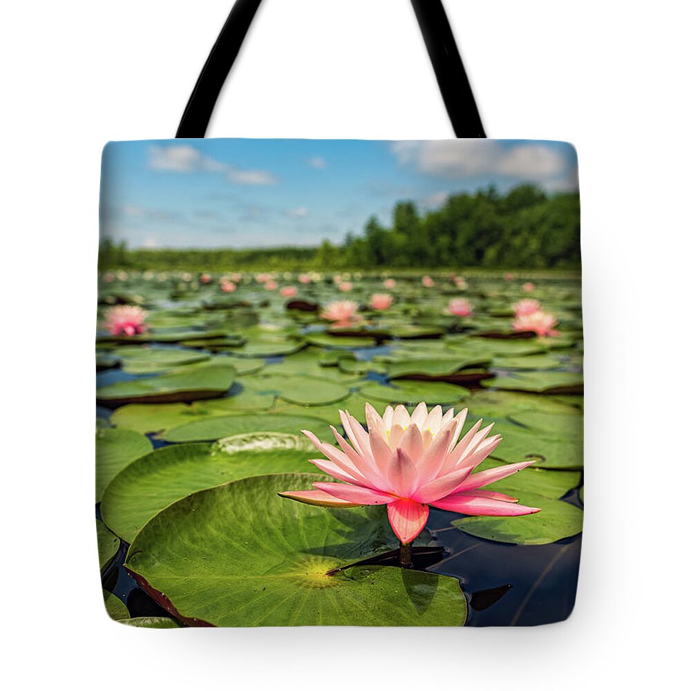 New Hampshire Tote Bag featuring the photograph Summer Water Lily by Jeff Sinon
