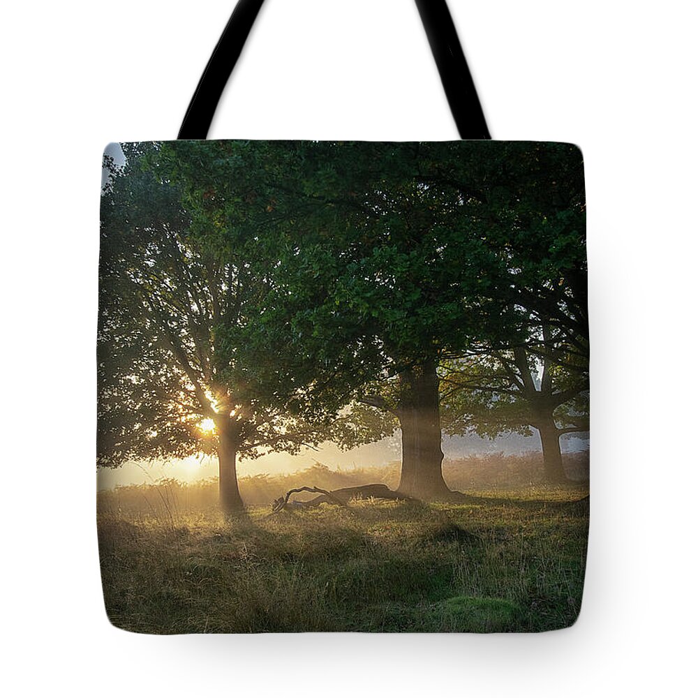 Sunrise Tote Bag featuring the photograph Sun breaking through the trees by Gareth Parkes