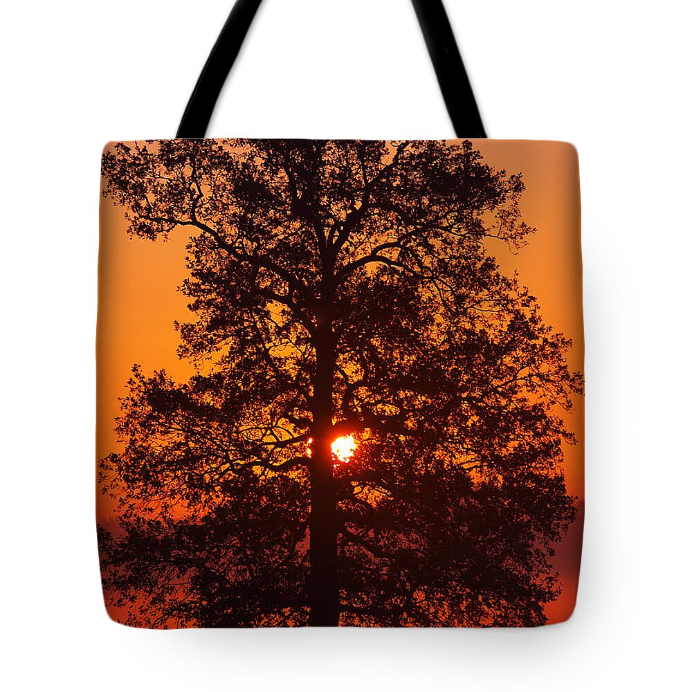 Sunrise Tote Bag featuring the photograph Sun Tree two by Luc Van de Steeg