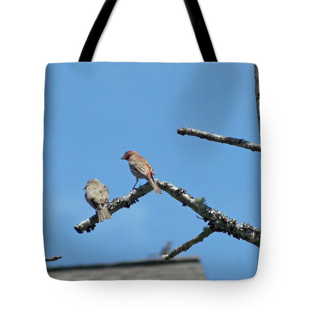 Birds Tote Bag featuring the photograph Sunday Visitors by Matthew Seufer