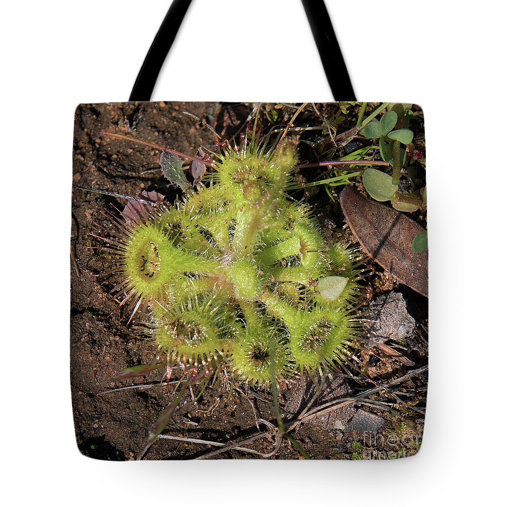 Australia Tote Bag featuring the photograph Sundew 'Drosera Rotundifolia' by Elaine Teague