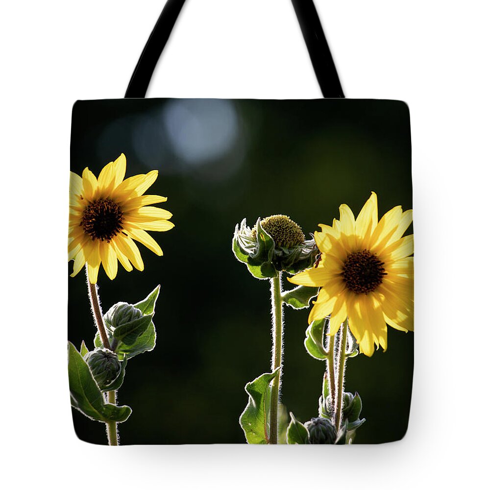 Summer Tote Bag featuring the photograph Sunflower Collection - top by Mark Berman