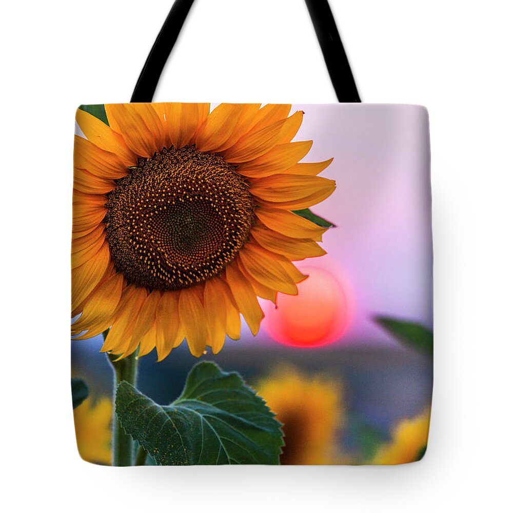 Bulgaria Tote Bag featuring the photograph Sunflower by Evgeni Dinev