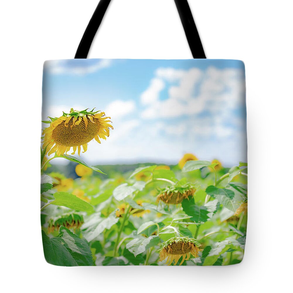 Sunflowers Tote Bag featuring the photograph Sunflower Field of Dreams by JCV Freelance Photography LLC
