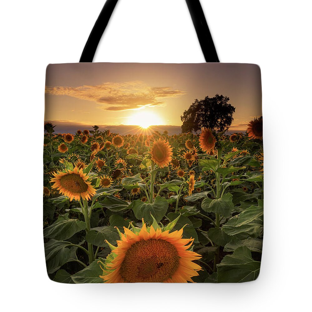 Landscape Tote Bag featuring the photograph Sunflower Fields by Erick Castellon