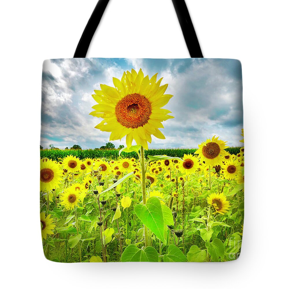Sunflowers Tote Bag featuring the photograph Sunflower fields by Gina Signore
