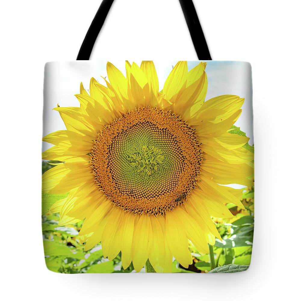 Sunflower Tote Bag featuring the photograph Sunflower tote by GLENN Mohs