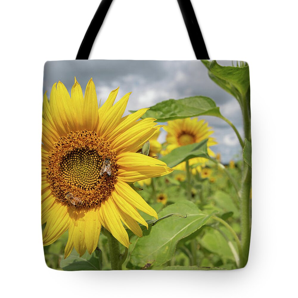 Sunflower Tote Bag featuring the photograph Sunflower with Honeybee by Carolyn Hutchins
