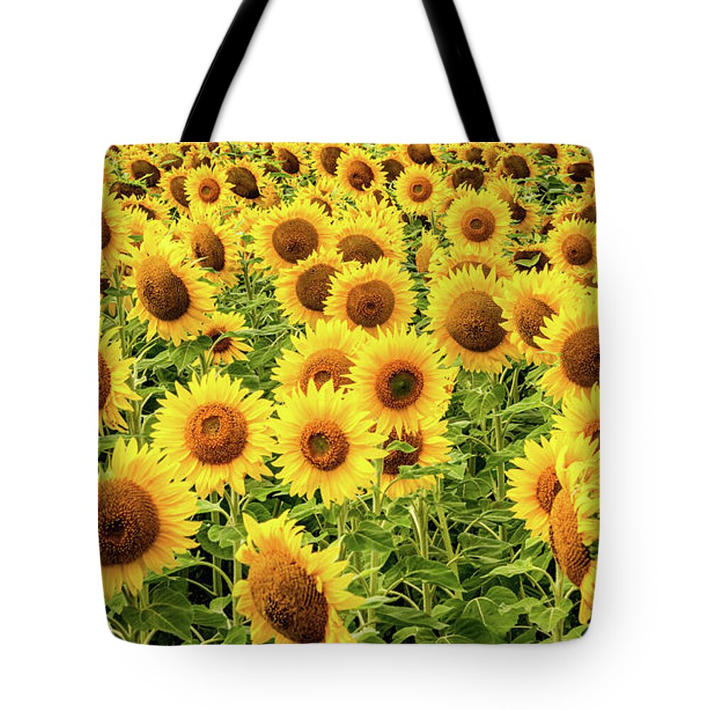Sunflowers Tote Bag featuring the photograph Sunflowers As Far As The Eye Can See by Marcy Wielfaert