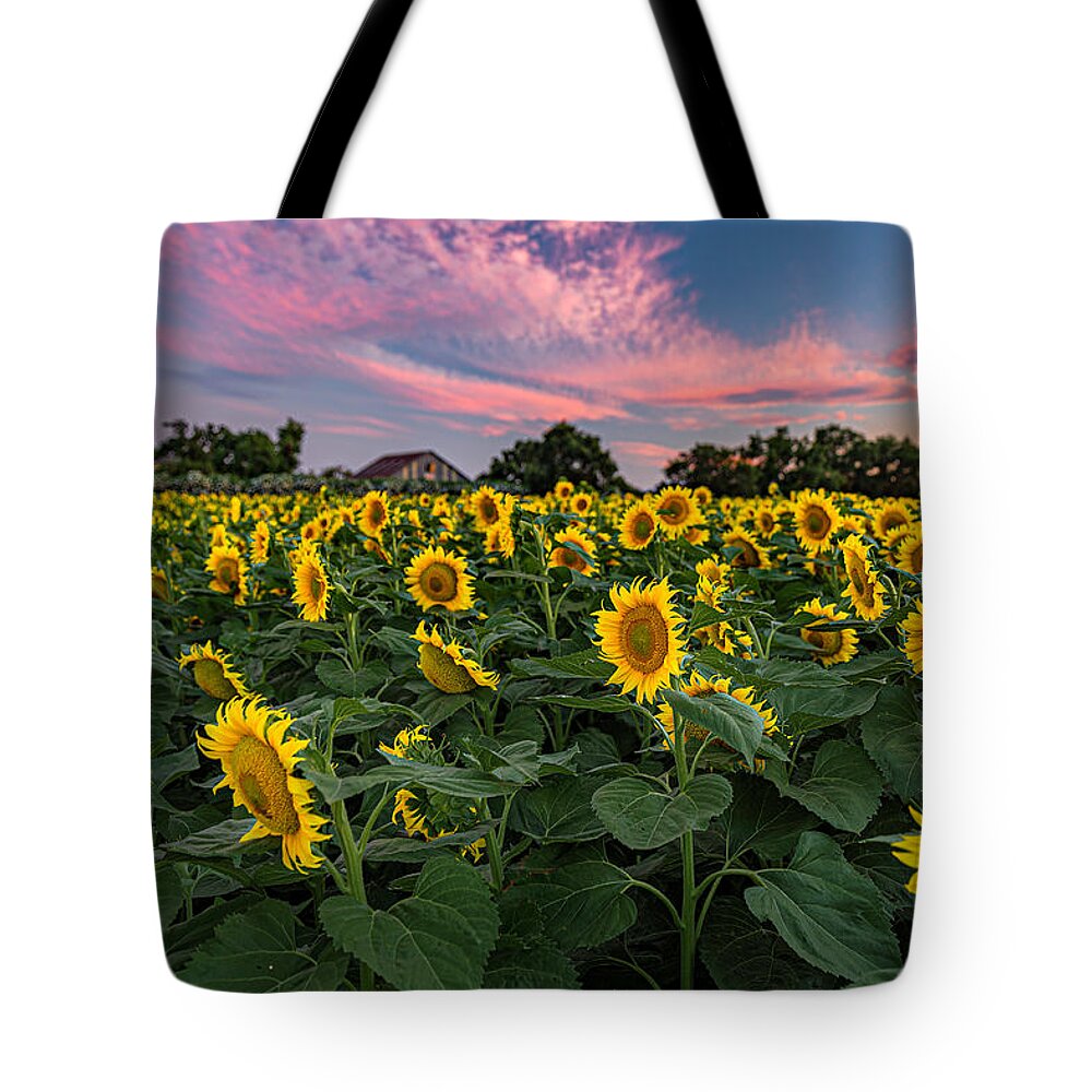 Bees Tote Bag featuring the photograph Sunflowers at Sunset by Don Hoekwater Photography