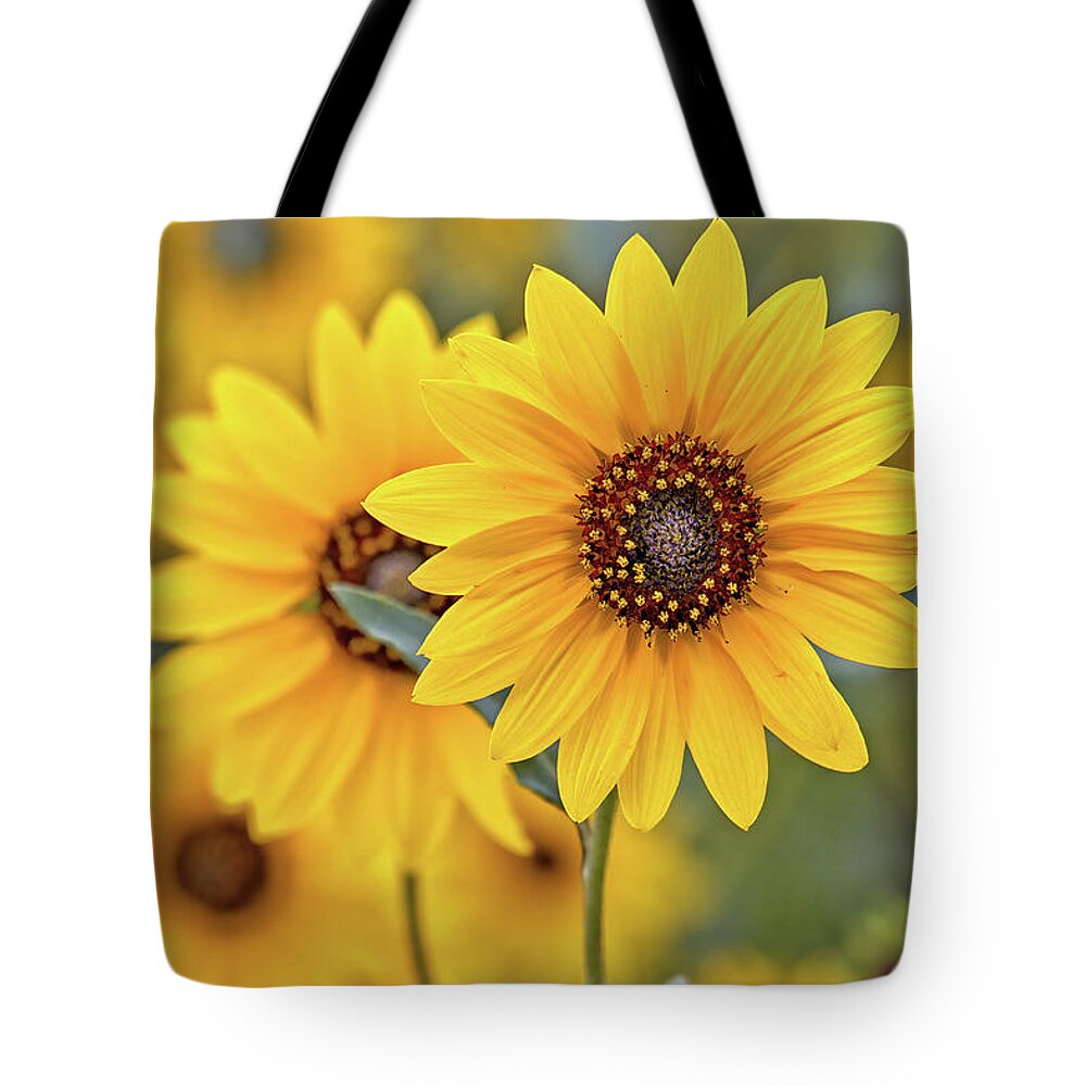 Sunflowers Tote Bag featuring the photograph Sunflowers by Bob Falcone