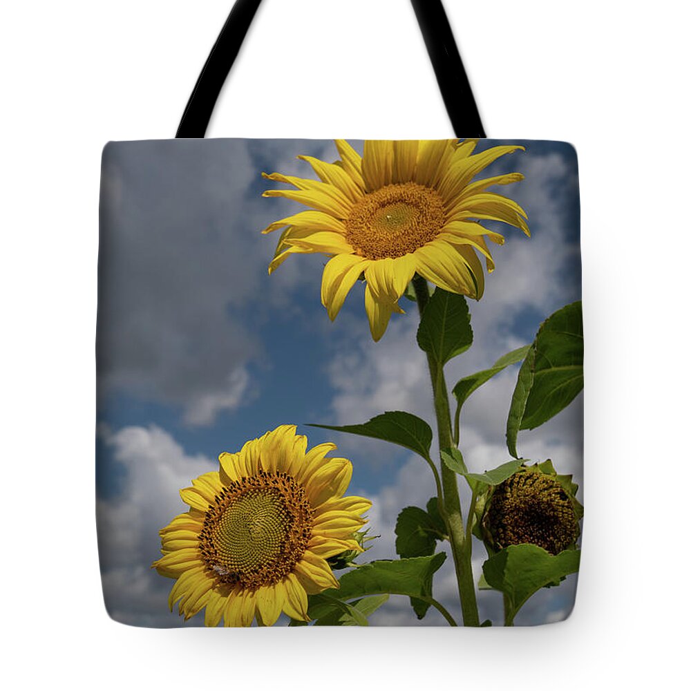 Sunflower Tote Bag featuring the photograph Sunflowers by Carolyn Hutchins