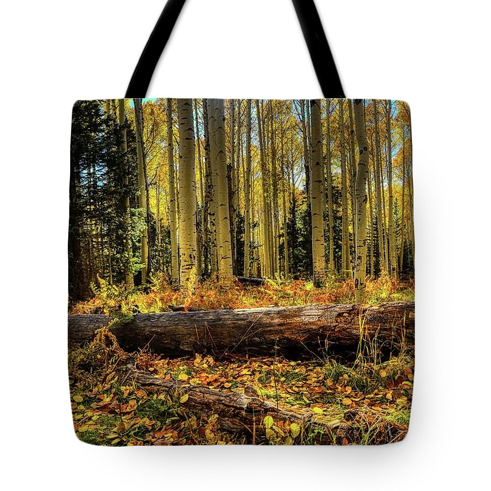 Fall Tote Bag featuring the photograph Sunlight through Fall Forest by Chance Kafka