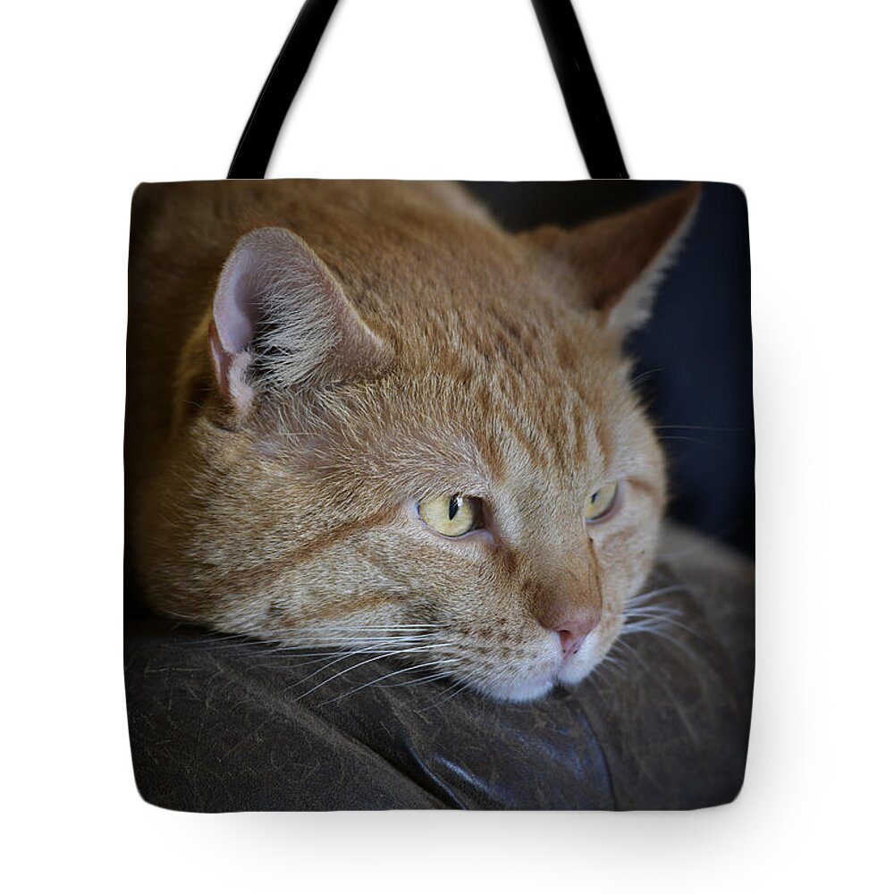Yellow Tabby Tote Bag featuring the photograph Sunny by DArcy Evans
