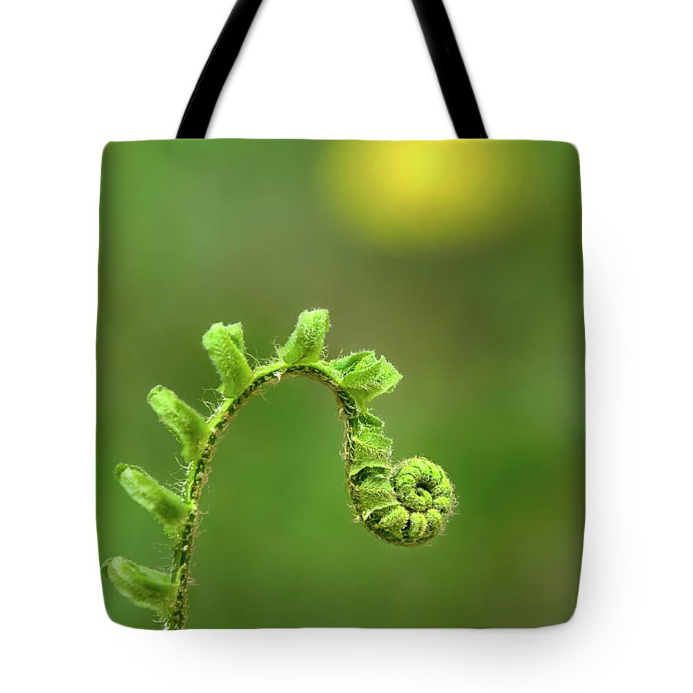Fern Tote Bag featuring the photograph Sunrise Spiral Fern by Christina Rollo