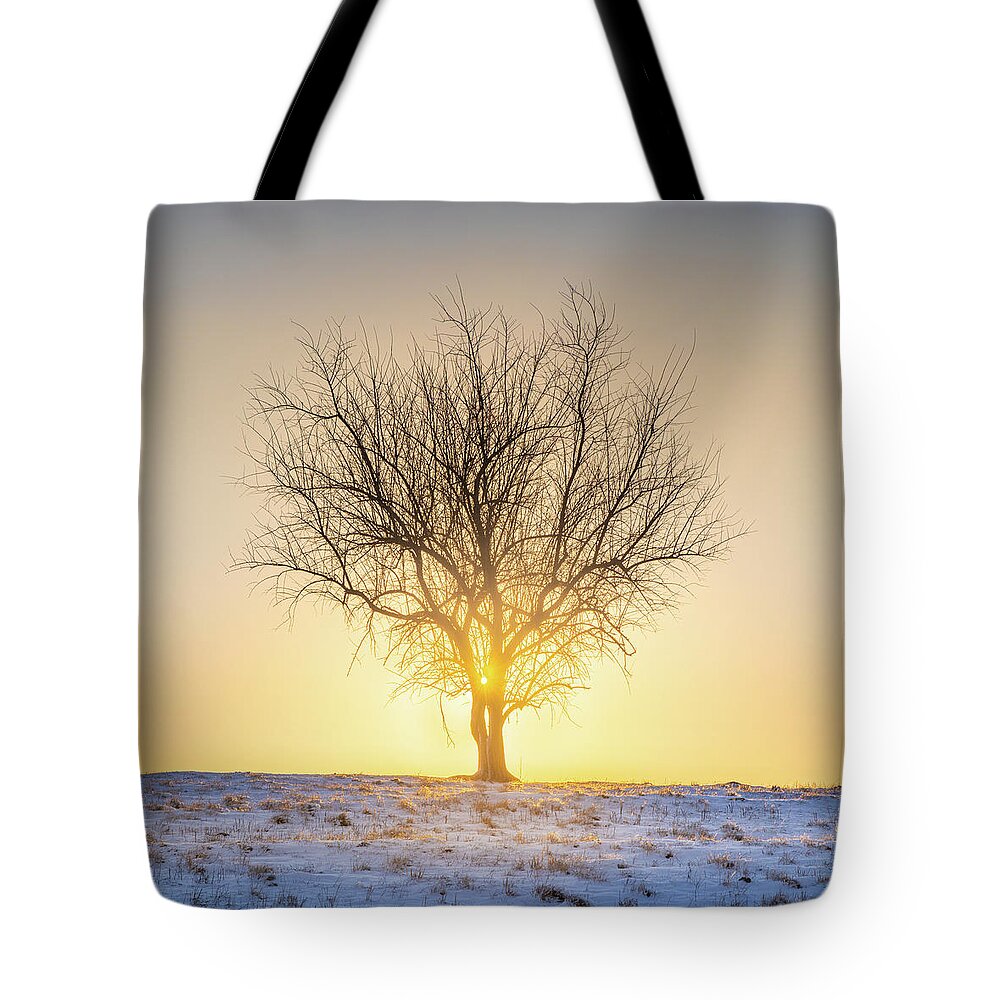 Sunrise Tote Bag featuring the photograph Sunrise Through The Tree Cold Winter Morning Tupelo Mississippi by Jordan Hill