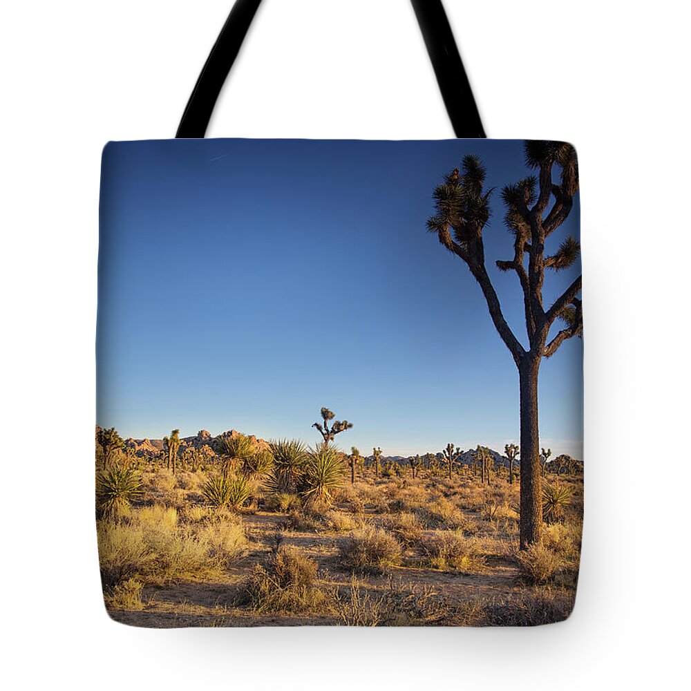 Joshua Tree National Park Sunset Tote Bag featuring the photograph Sunset along boy scout trail by Kunal Mehra