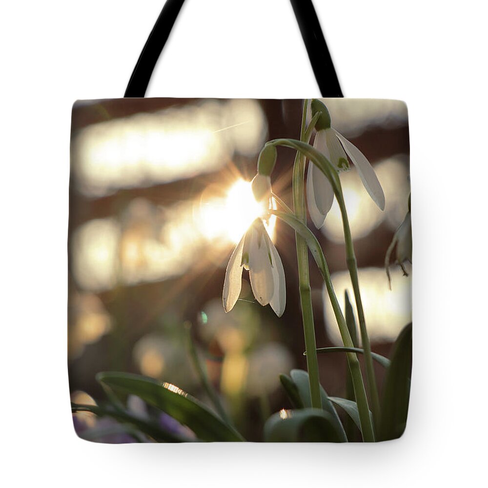 Misty Tote Bag featuring the photograph Sunshine goes through Galanthus nivalis by Vaclav Sonnek