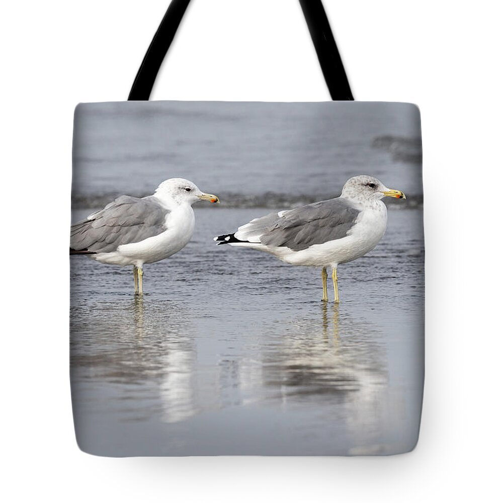 Animals Tote Bag featuring the photograph Surf and California Gulls by Robert Potts